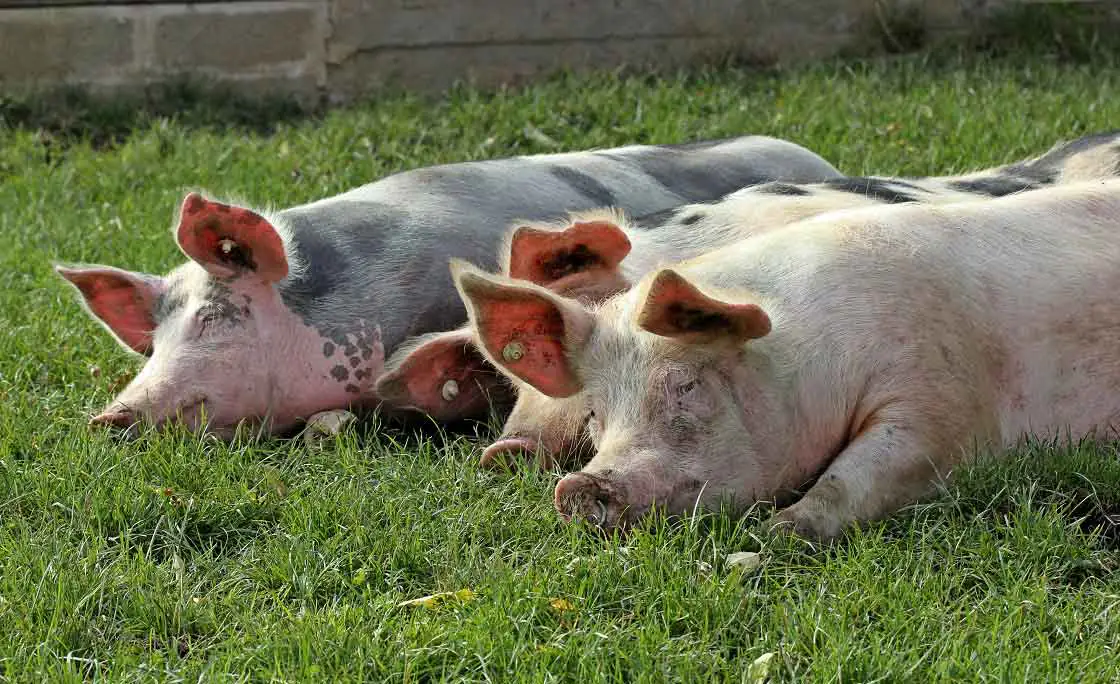 Pigs in a clean swine barn