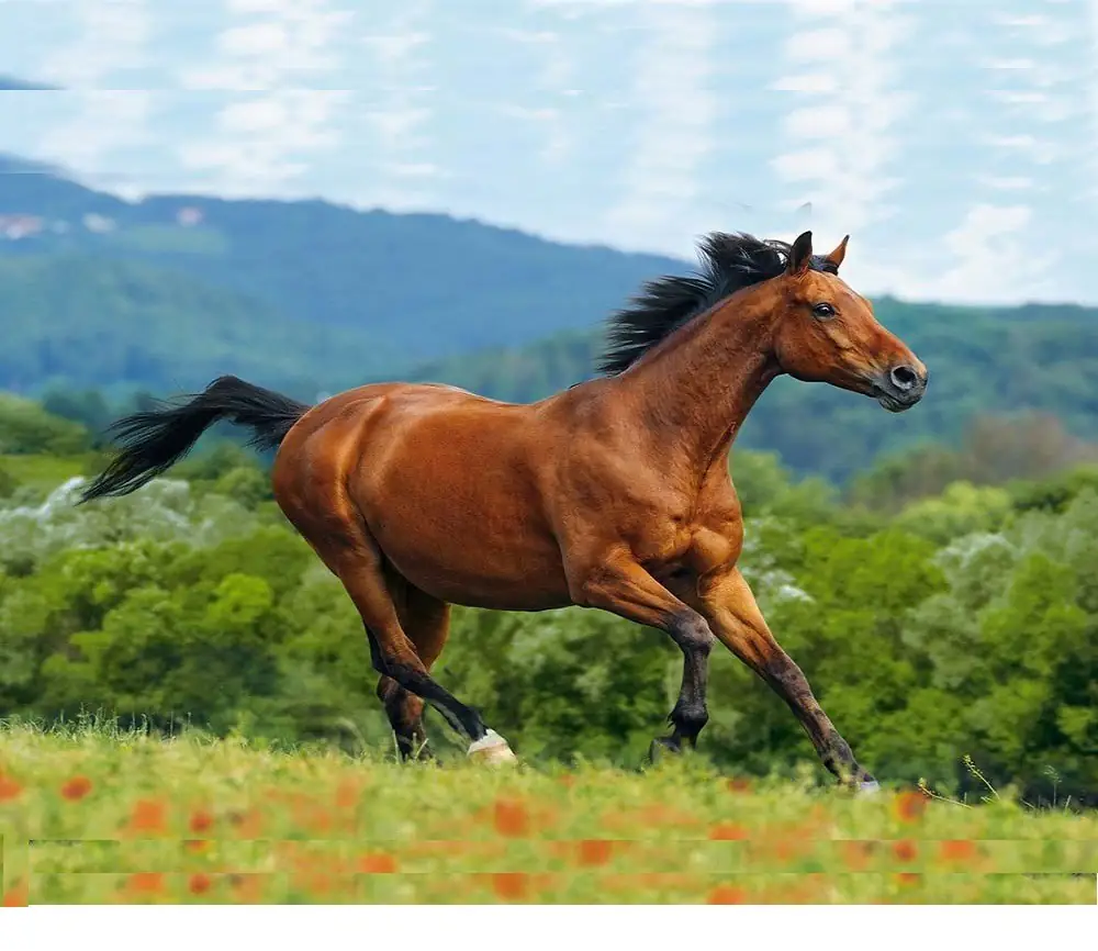 Horses in an open field