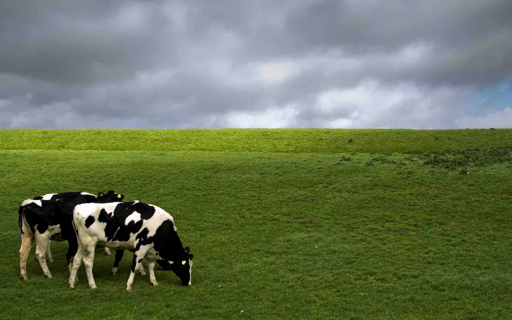 Dairy cows in a field