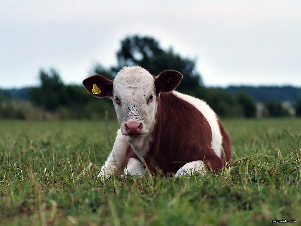 Calf in pasture
