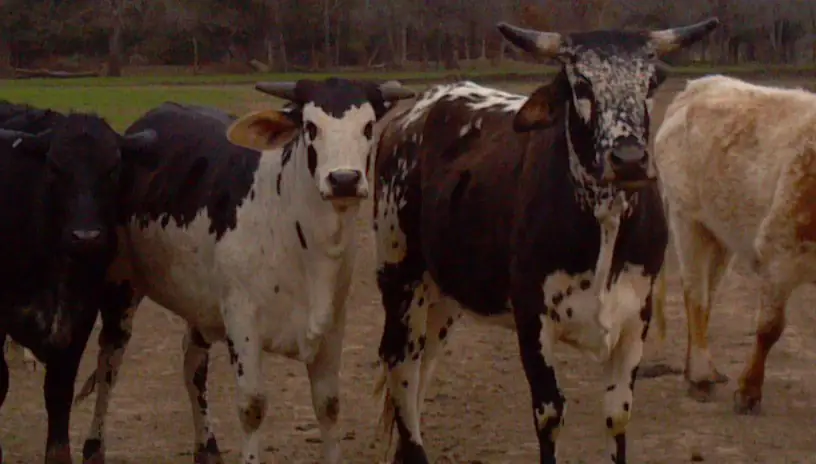 Feedlot groups of cattle
