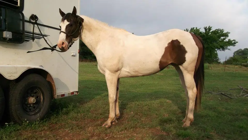 Horse on a client operation