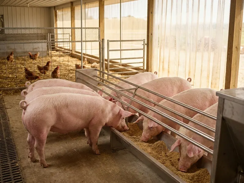 Illustration: pigs at a feeder with laying hens behind