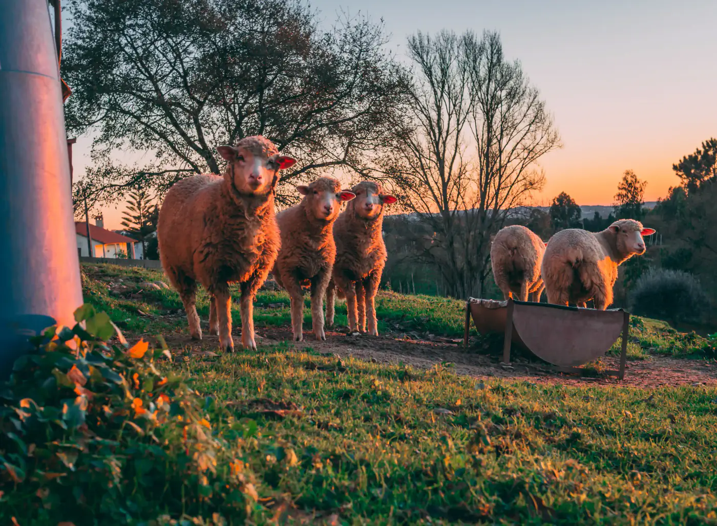 Livestock grazing at sunset