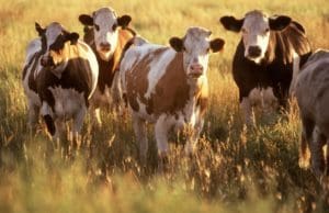 About 1 on 1 Nutrition